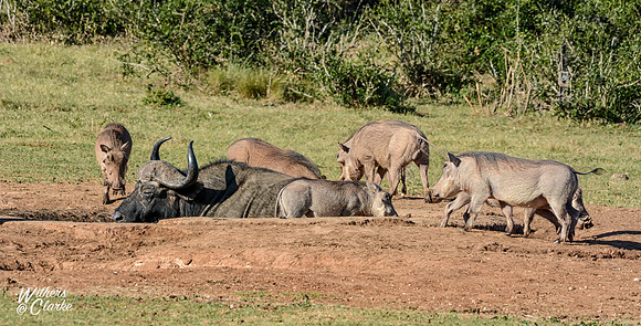 African Buffalo and Warthogs