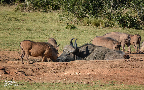 African Buffalo and Warthogs