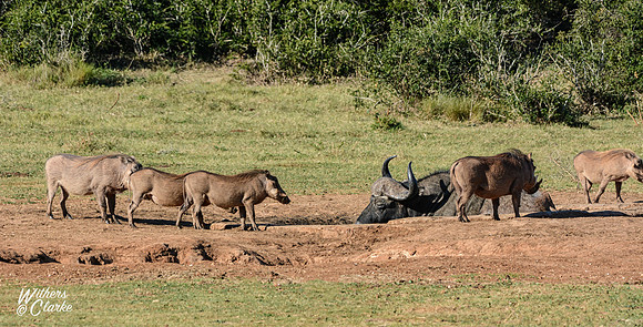 African Buffalo and Warthogs