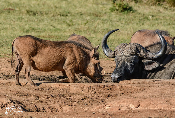 African Buffalo and Warthogs