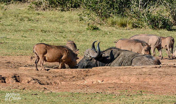 African Buffalo and Warthogs