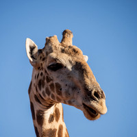 Male Giraffe