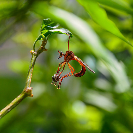 Robber Fly With Prey