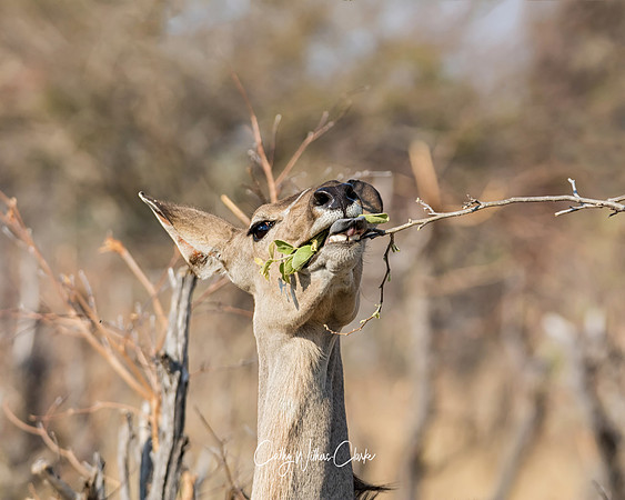 Female Kudu Eating