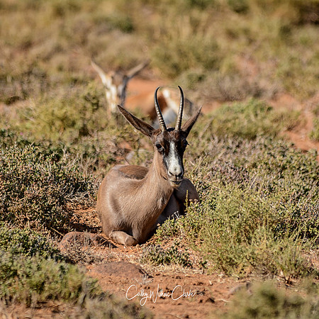 Springbok