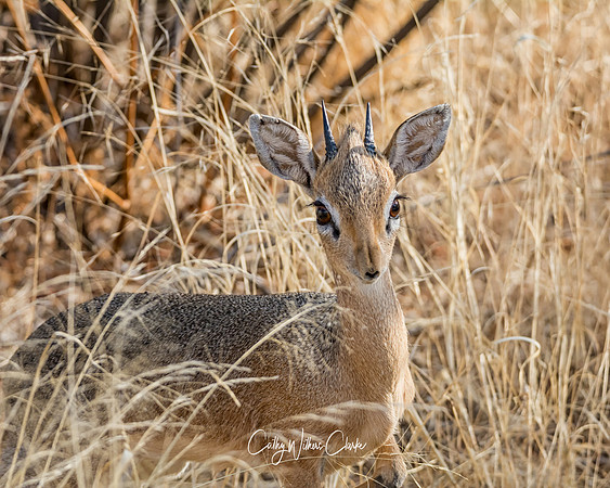 Dik-dik
