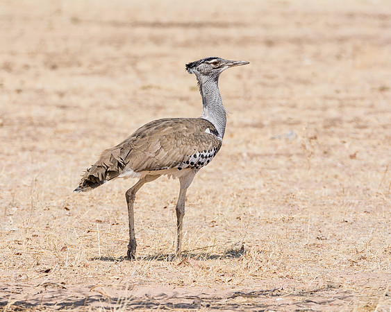 Kori Bustard
