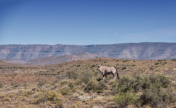 Gemsbok