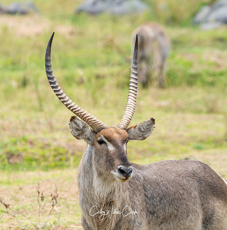 Waterbuck Antelope
