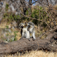 Vervet Monkey
