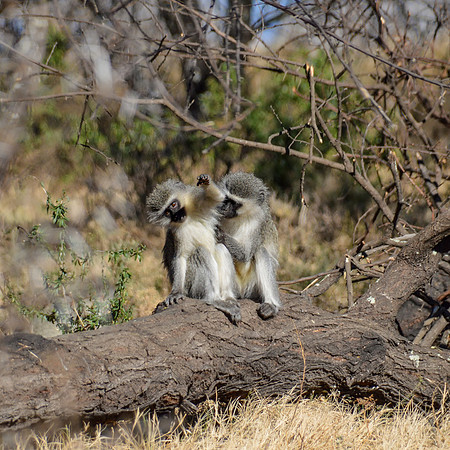 Vervet Monkey