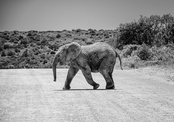 Baby Elephant Crossing Road