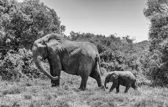 Mother and baby Elephant
