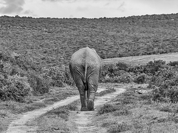 Elephant Walking Away