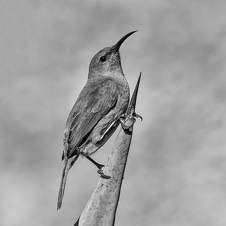 Female Sunbird