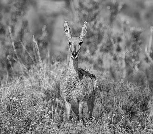 Female Grey Rhebok