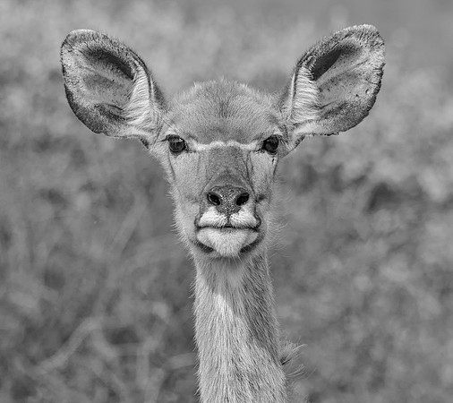 Female Kudu portrait