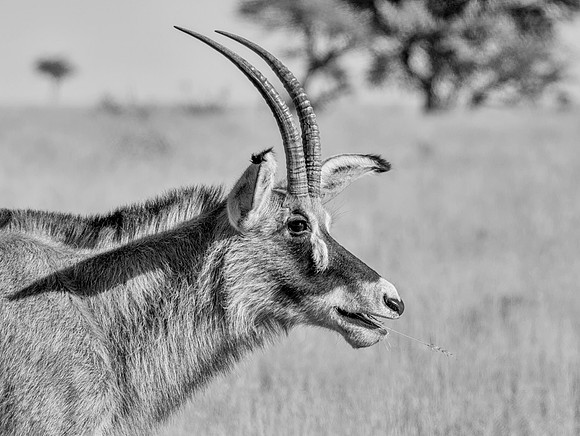 Roan Antelope Portrait