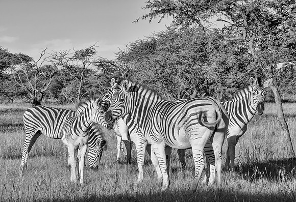 Burchell's Zebra Family Group