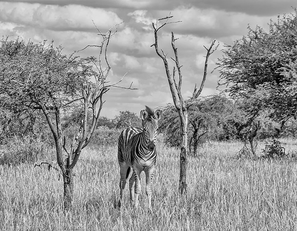 Burchell's Zebra Foal