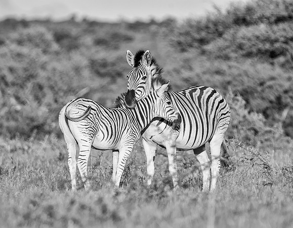 Burchell's Zebra Mother And Foal