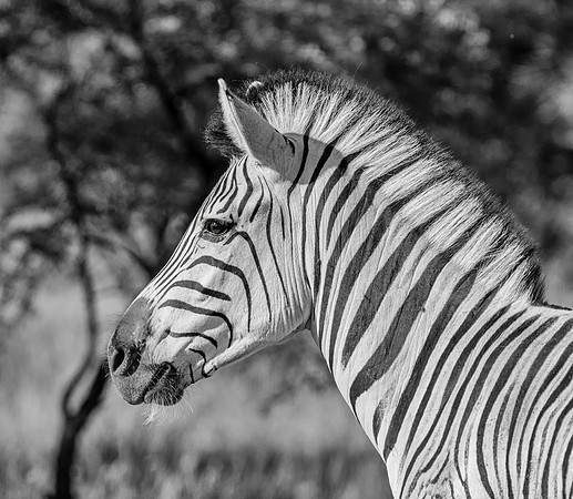 Burchell's Zebra Portrait