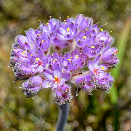 Dilatris corymbosa