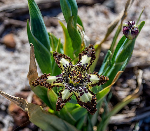 Ferraria crispa