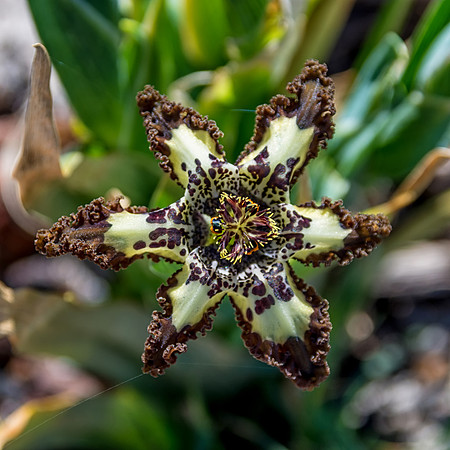 Ferraria crispa