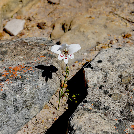 Gladiolus debilis