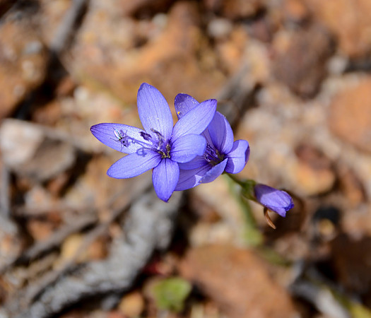 Geissorhiza aspera
