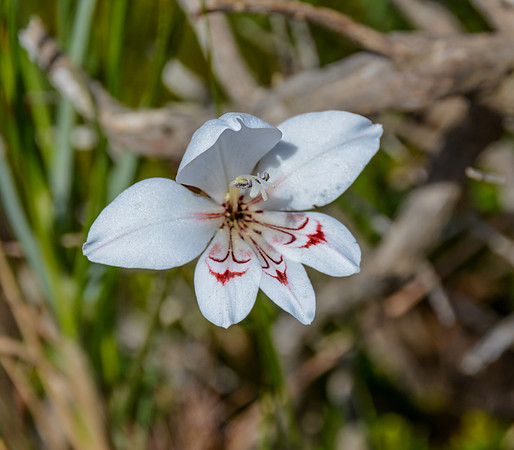 Gladiolus debilis