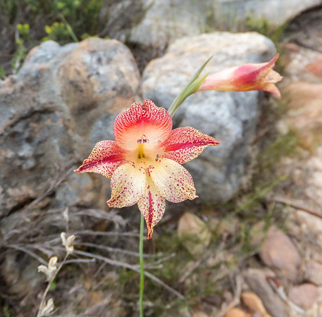 Gladiolus maculatus
