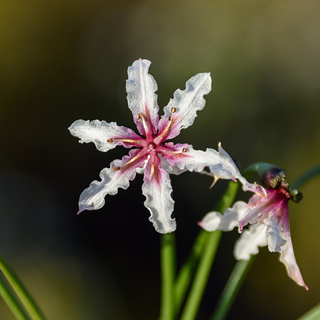 Hessea cinnamomea
