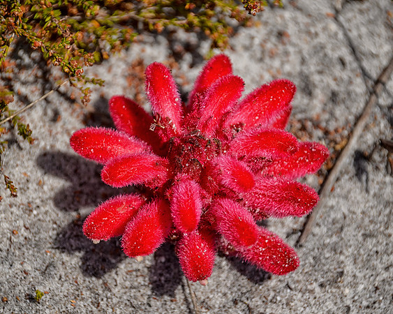 Hyobanche sanguinea