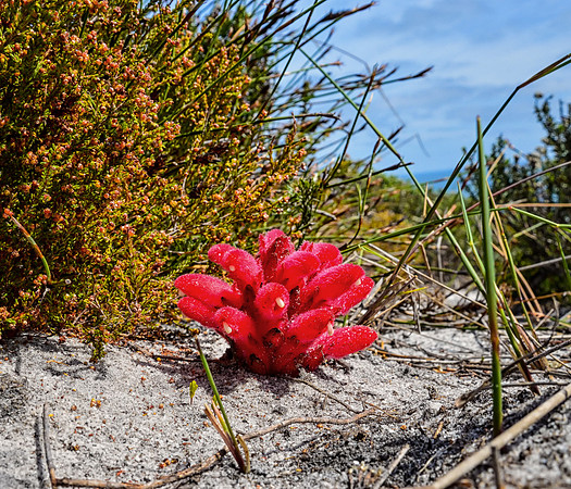 Hyobanche sanguinea
