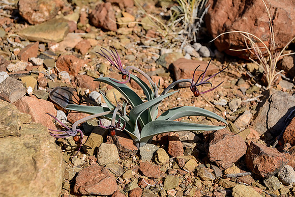 Ornithoglossum undulatum