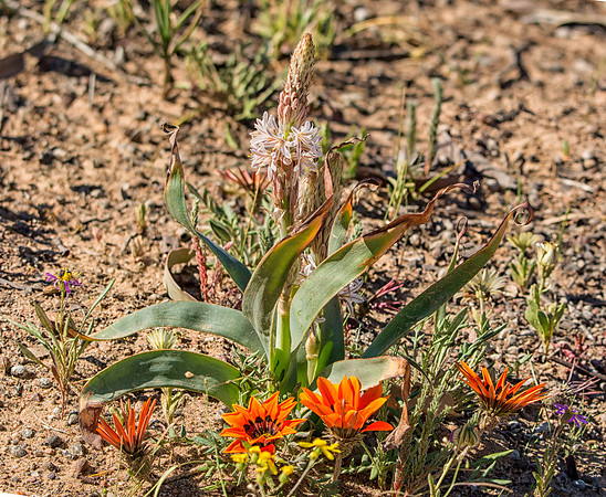 Trachyandra falcata wildflower