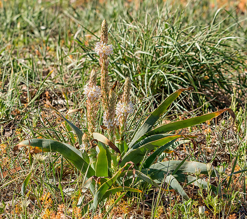 Trachyandra falcata wildflower