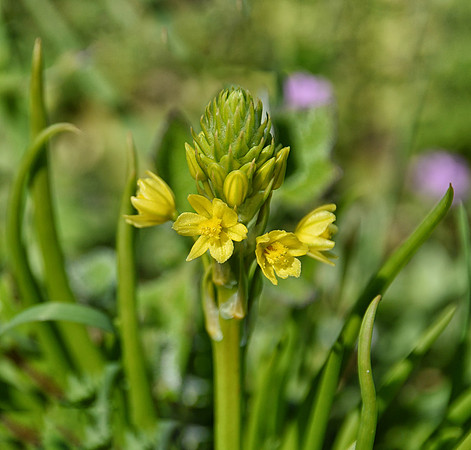 Common Bulbine flower