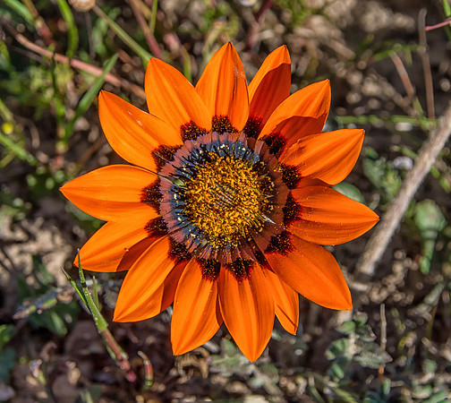 Gazania rigida wildflower