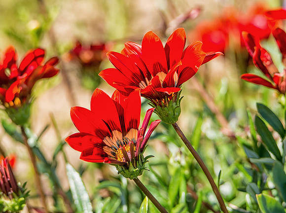 Gazania krebsiana