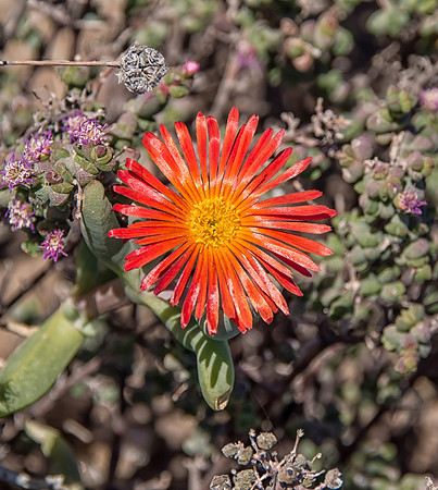 Lampranthus aureus
