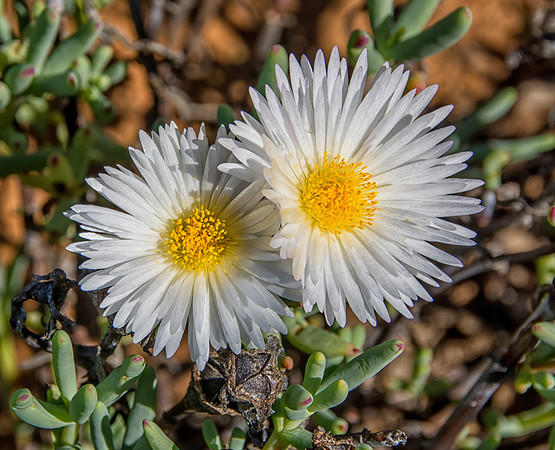 Lampranthus reptans