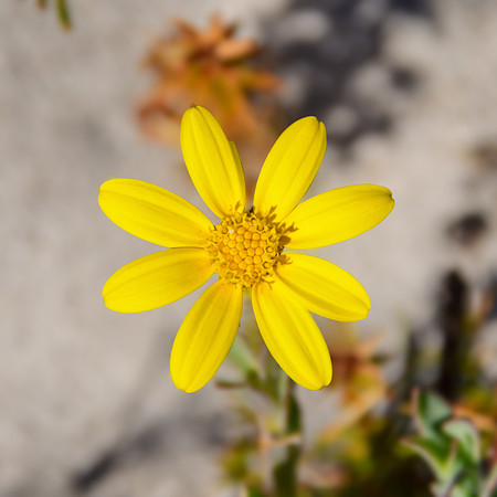 Othonna coronopifolia