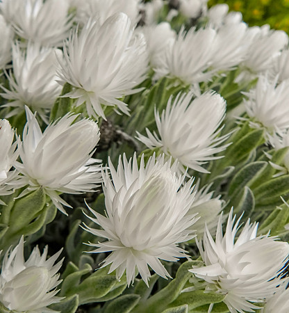 Syncarpha vestita