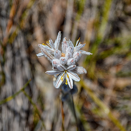 Trachyandra hirsutiflora