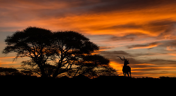 Kudu Silhouette