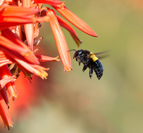 Female Carpenter Bee