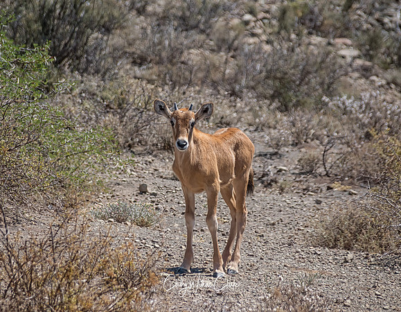 Gemsbok Calf